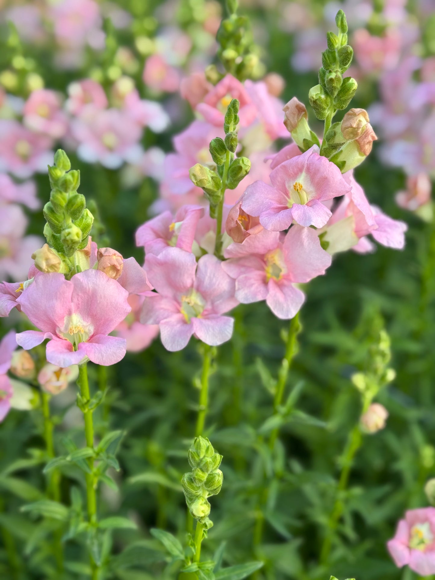 Barton Hills Fundraiser: Single Bouquet