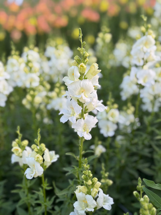 Barton Hills Fundraiser: 8 Week Floral Subscription